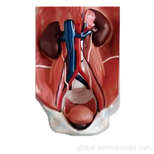 Urinary System Disease Human Urinary System Anatomy Model Manufactory